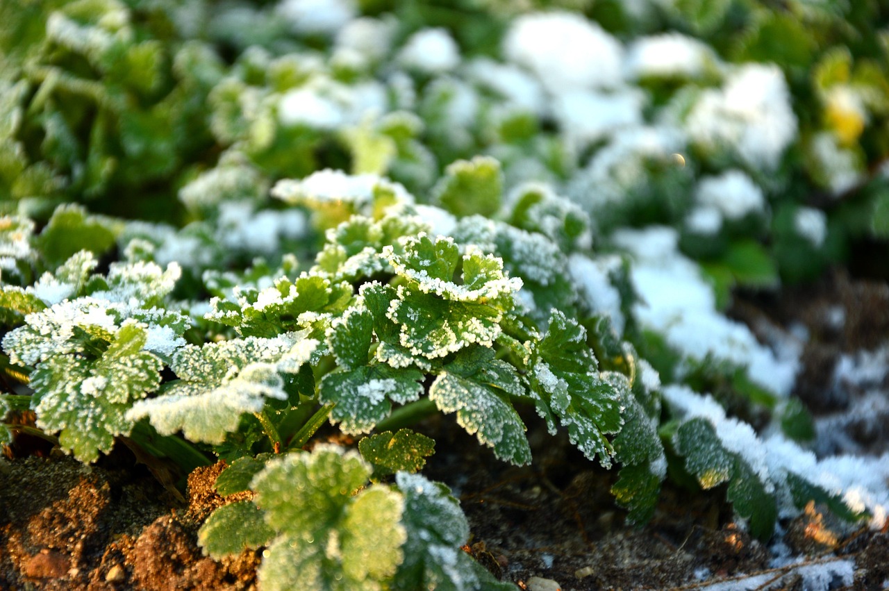 Herbs in the Snow: Cooking with What Survives the Cold