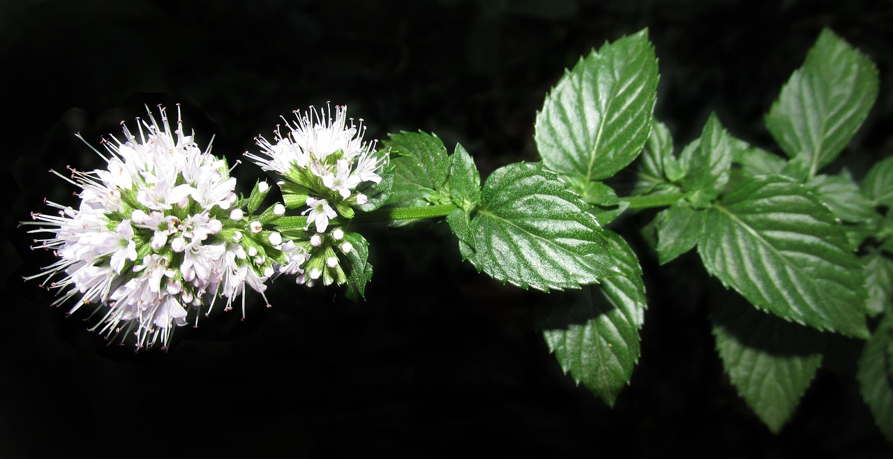 Mint Beyond the Julep: A Bold Herb for Savory Winter Cooking